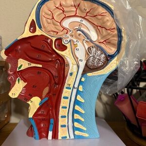 Educational Human Head Model